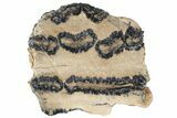 Mammoth Molar Slice With Case - South Carolina #99510-2